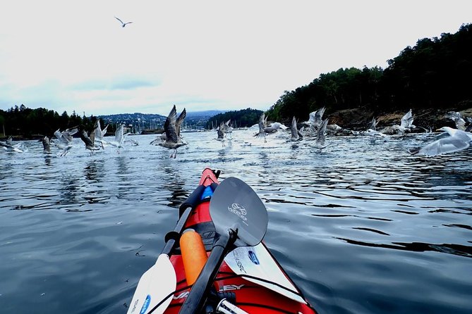 2- hour kayak trip on the Oslo Fjord - Guides are the real differentiator: Sven and Annett/Annette’s teaching style