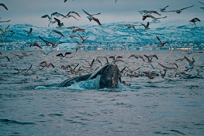 3.5-Hour Arctic Magic with Fjord and Whale Watching Adventure - Quick hits before you go