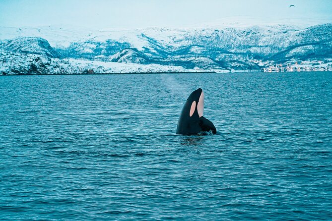 3.5-Hour Arctic Magic with Fjord and Whale Watching Adventure - Entering Altafjord: why the route matters