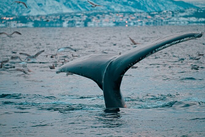 3.5-Hour Arctic Magic with Fjord and Whale Watching Adventure - Whale watching expectations: when rough water doesn’t kill the chances