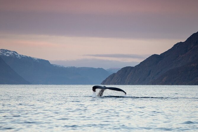 3.5-Hour Arctic Magic with Fjord and Whale Watching Adventure - Æventyr’s small-group setup: comfort, language, and pacing