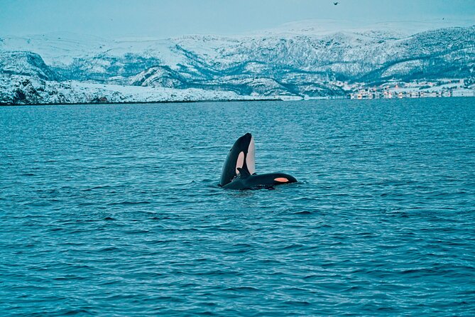 3.5-Hour Arctic Magic with Fjord and Whale Watching Adventure - Price and value: is $296.36 for 3.5 hours worth it?