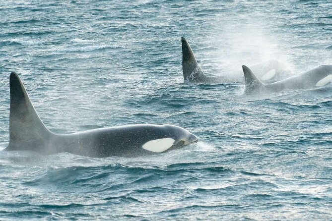 3.5-Hour Arctic Magic with Fjord and Whale Watching Adventure - Tips to get the most from your cruise (based on how this trip works)