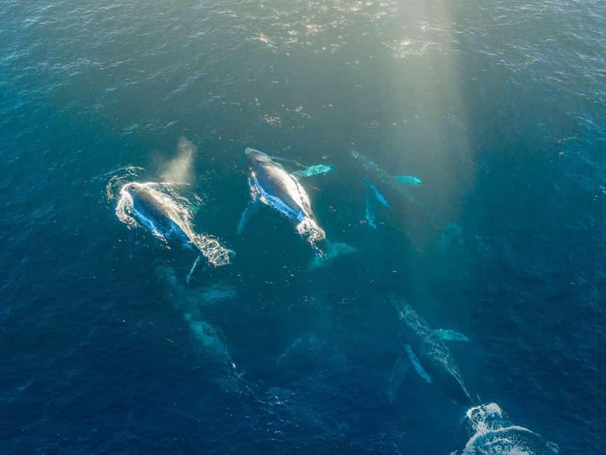 Alta: 3.5 Hour Fjord & Whale Watching Cruise - Boarding MS Åhav: comfort that doesn’t slow you down