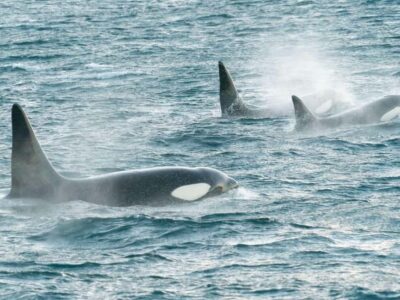 Alta: 3.5 Hour Fjord & Whale Watching Cruise - Should you book Alta’s Fjord & Whale Watching Cruise?