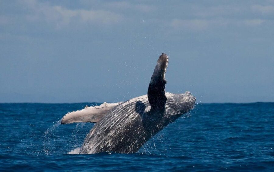 Alta: Alta Fjord Whale Watching Tour - Key things to know before you go