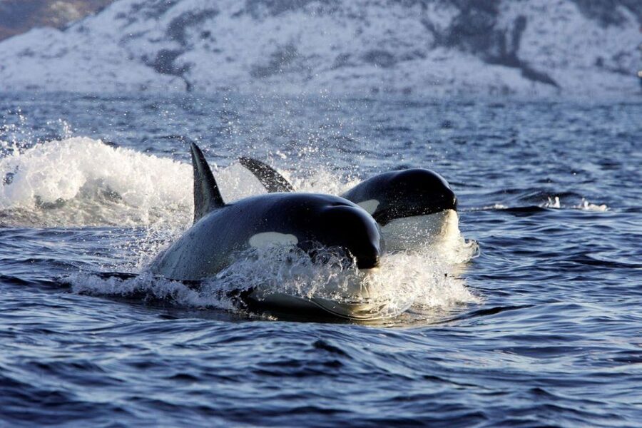 Alta: Alta Fjord Whale Watching Tour - Alta Fjord whale watching in winter: what makes it worth the cold