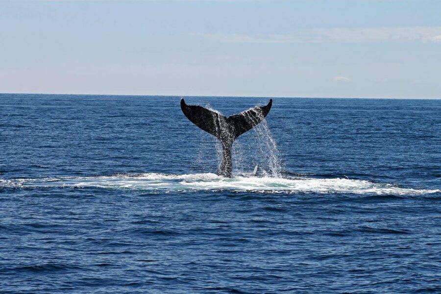Alta: Alta Fjord Whale Watching Tour - Warm coveralls, borrowed boots, and staying comfortable for 4 hours