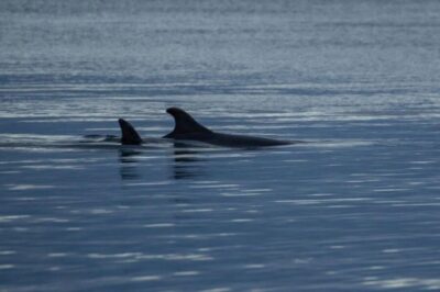 Alta: Alta Fjord Whale Watching Tour - Fiskerihavna meeting point and the first 15 minutes you can’t skip