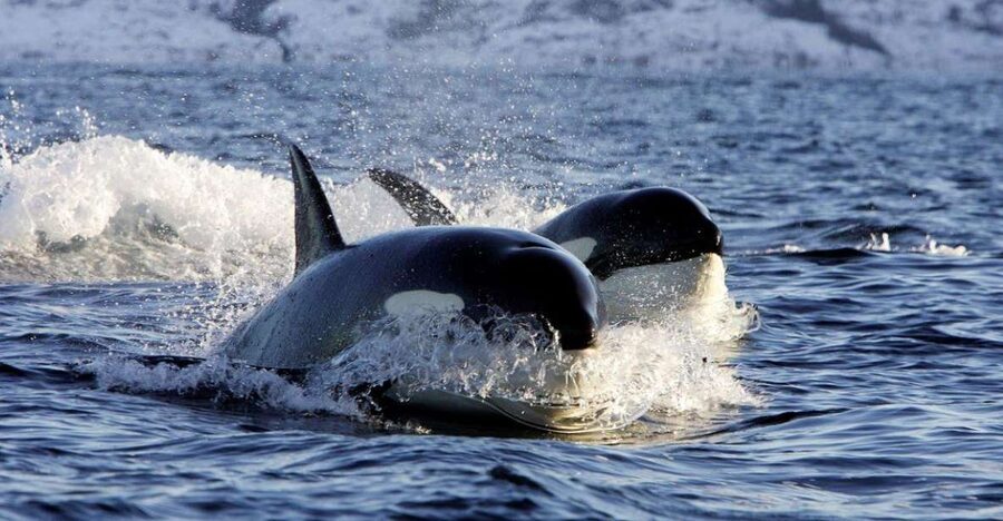 Alta: Alta Fjord Whale Watching Tour - Included food, hot drinks, and the small group advantage (8 people matters)