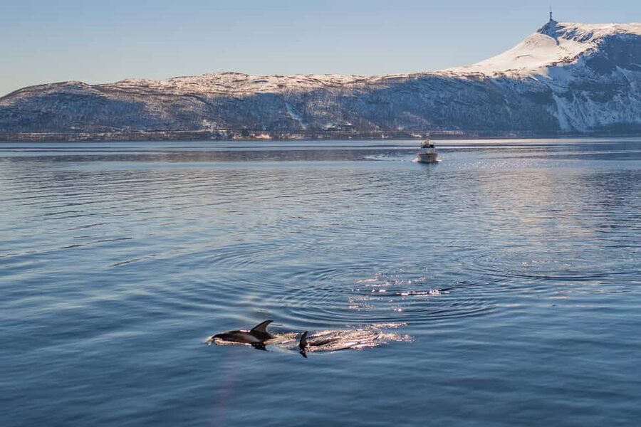Alta: Altafjord 2-Hour Fjord Safari with Guide - Altafjord Fjord Safari in 2 Hours: The Sweet Spot for First-Timers