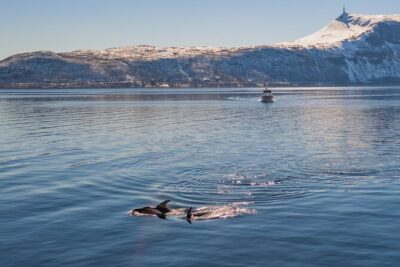 Alta Fjord Whale Watching on a Heated Boat - Boarding experience: comfort, tech, and the little things that matter