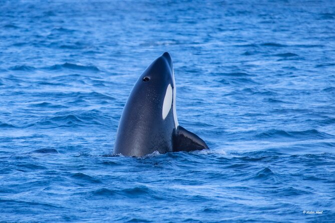 Alta Fjord Whale Watching on a Heated Boat - Family-friendly details that actually work in the cold