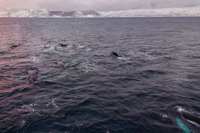 Alta Fjord Whale Watching on a Heated Boat - Who this tour suits best (and who should skip it)