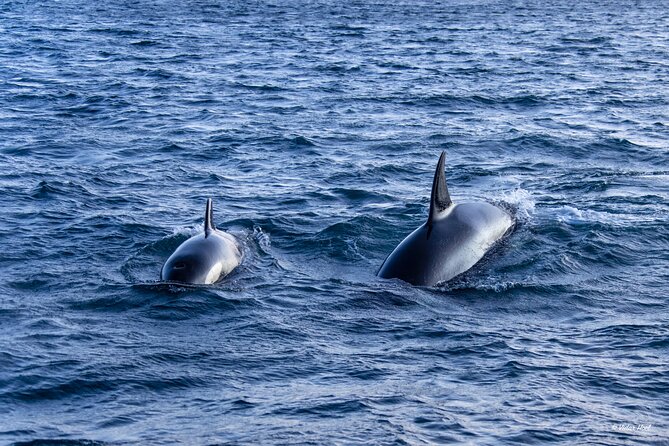 Alta Fjord Whale Watching on a Heated Boat - Price and value: what $252.25 buys you in Alta