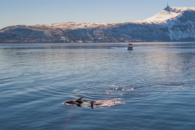 Alta Fjord Whale Watching on a Heated Boat - Boarding experience: comfort, tech, and the little things that matter