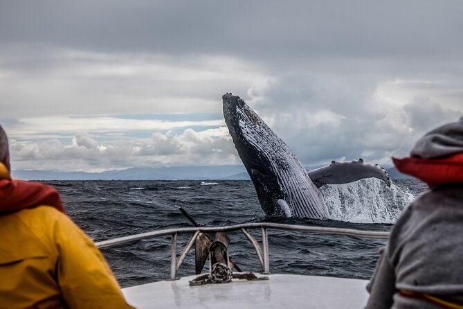 Anchorage: Kenai Fjords & Denali National Park 5 Day 4 Night Tour - Kenai Fjords Day in Seward: Wildlife Viewing With Real Choice