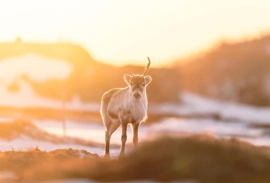 Explore the Norwegian Fjords and the Wildlife from Abisko. - Key Things I’d Bet On