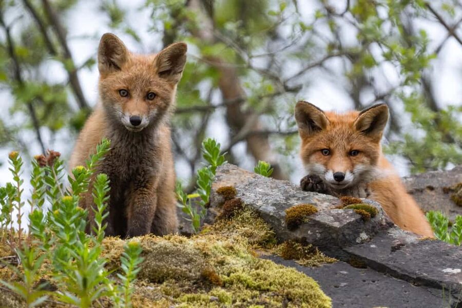 Explore the Norwegian Fjords and the Wildlife from Abisko. - Pickup in Abisko, Then Straight Into Scanning Mode