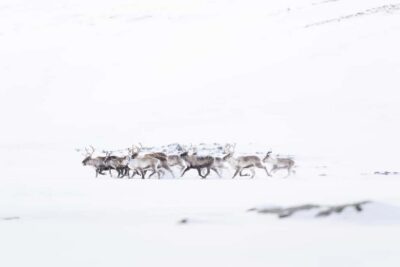 Explore the Norwegian Fjords and the Wildlife from Abisko. - Meet Jesus, the Pro Photographer Guide, and Your Small-Group Setup