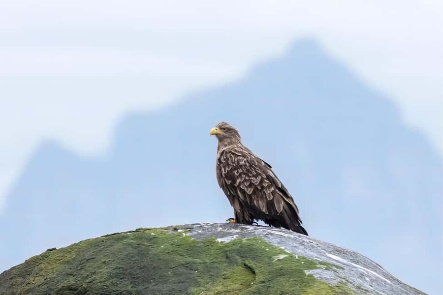 Explore the Norwegian Fjords and the Wildlife from Abisko. - Photo Power: The Tour Photos and Optional Photography Help