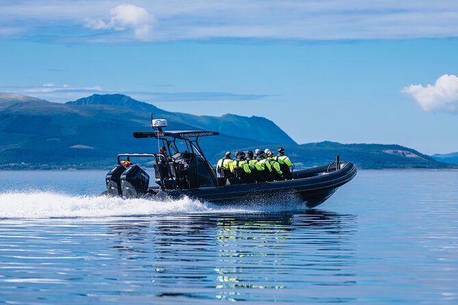 Fjord and Sea Eagle Safari from Sortland - Key things to know before you go