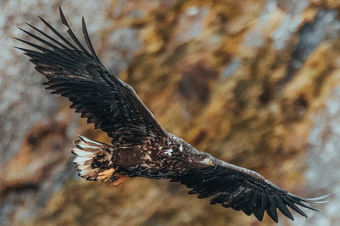 Fjord and Sea Eagle Safari from Sortland - The boat, equipment, and comfort that make short trips enjoyable