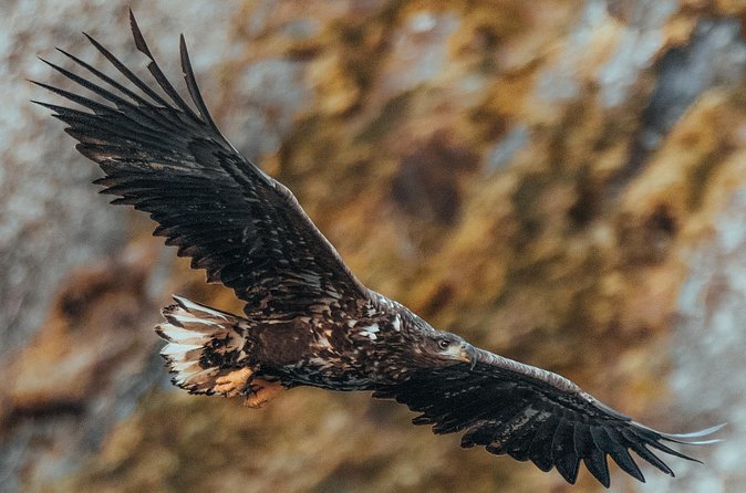 Fjord and Sea Eagle Safari from Sortland - Price and value: is $85.29 worth a sea-eagle fjord cruise?