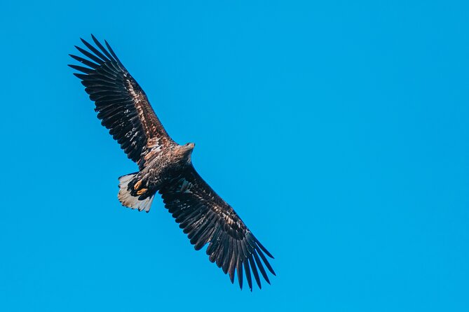 Fjord and Sea Eagle Safari from Sortland - Practical tips to make the most of your sea eagle safari
