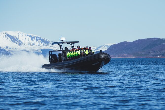 Fjord and Sea Eagle Safari from Sortland - What the sea eagle safari is really like on the water