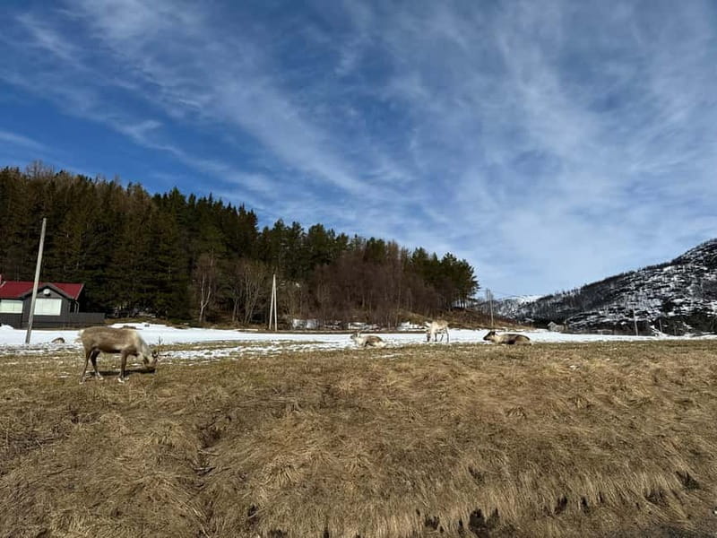 Fjord Foto Tour to Sommaroy (Roadtrip) - Fjord route and wildlife watch: what the guide is really doing