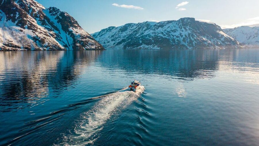 From Alta: Adventure Cruise in Alta Fjord - Bird watching and sea life: storm swallows to sea eagles
