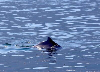 From Khasab: Fjords of Musandam Dhow Cruise & Buffet Lunch - Dolphin Watching in Khasab: Chance, Timing, and Patience