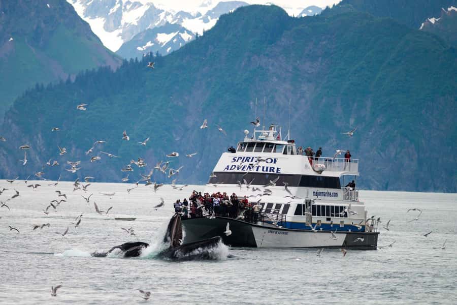 From Seward: Kenai Fjords National Park Cruise with Lunch - Seward to Kenai Fjords: Your 7.5-hour mix of glaciers and wildlife