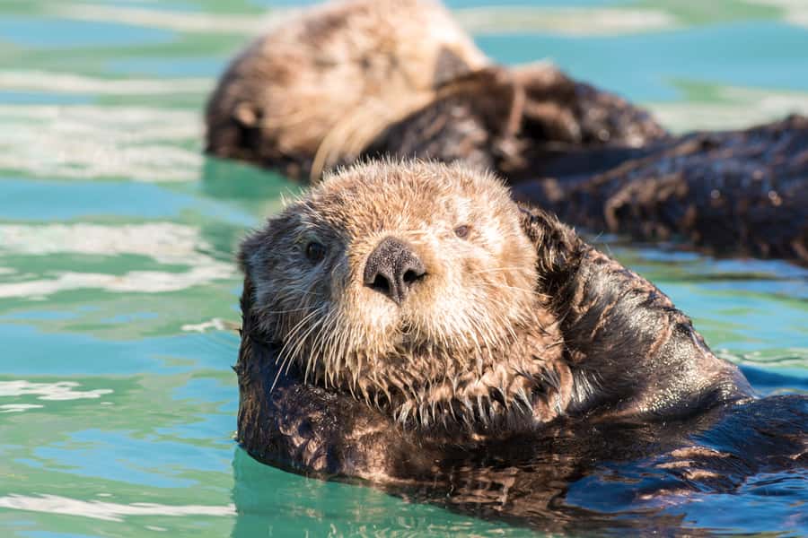 From Seward: Kenai Fjords National Park Cruise with Lunch - Orcas, humpbacks, otters, and seabirds: how sightings usually happen