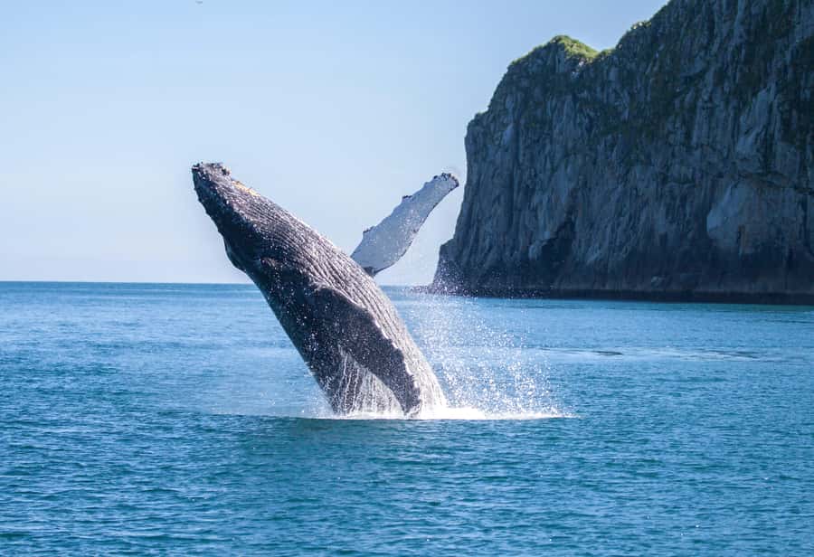 From Seward: Kenai Fjords National Park Cruise with Lunch - Should you book this Kenai Fjords cruise?