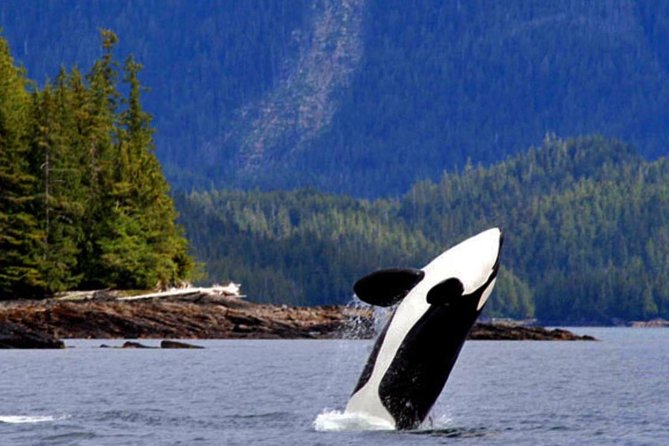 Misty Fjords Expedition - 6 Passenger Boat - Price and value: why $400 can make sense here