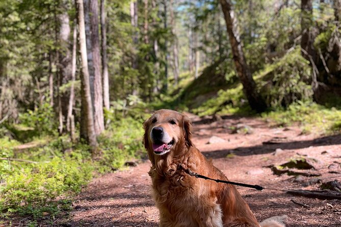 Oslo: Panoramic Fjord Hike Lead by a Local Guide and Dog - Practical Tips for a Snowy, Easy Day