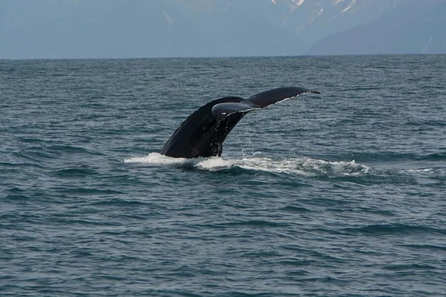 Seward: Captain's Choice Kenai Fjords National Park Tour - Hot lunch onboard: Southwest Chicken Burrito plus real comfort