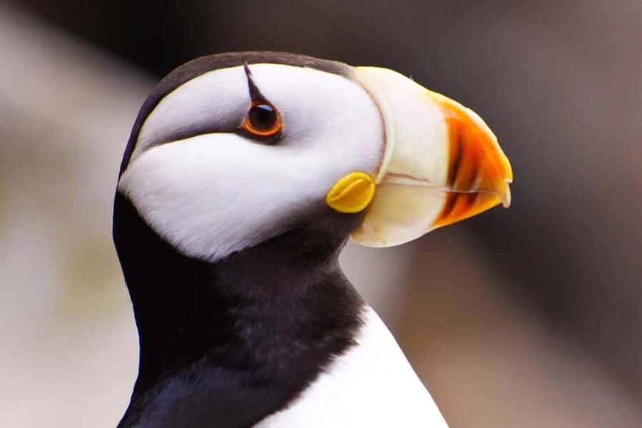 Seward: Captain's Choice Kenai Fjords National Park Tour - Price and value: is $245 worth it?