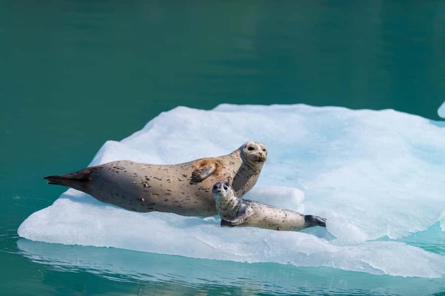 Seward: Kenai Fjords National Park Catamaran Cruise w/Lunch - Key highlights to look for on this Kenai Fjords cruise