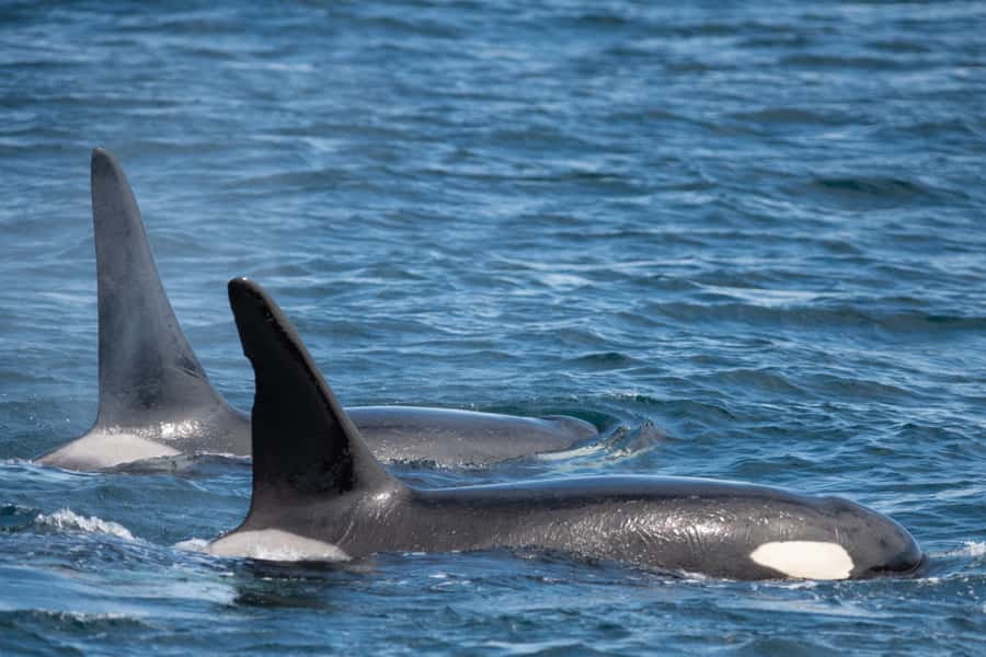 Seward: Kenai Fjords National Park Catamaran Cruise w/Lunch - What to pack: warm layers, waterproof gear, and small comfort upgrades