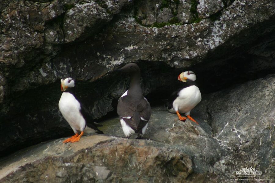 Seward: Kenai Fjords National Park Extended Cruise - What to Bring (So the Weather Doesn’t Run the Show)