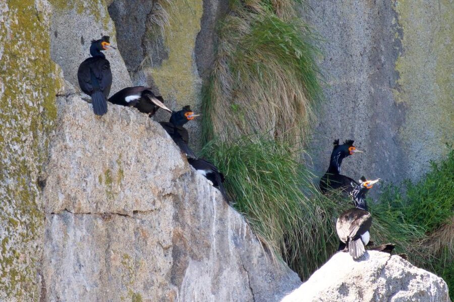Seward: Kenai Fjords National Park Extended Cruise - What’s Included Onboard: Binoculars, Drinks, and a Deli Lunch