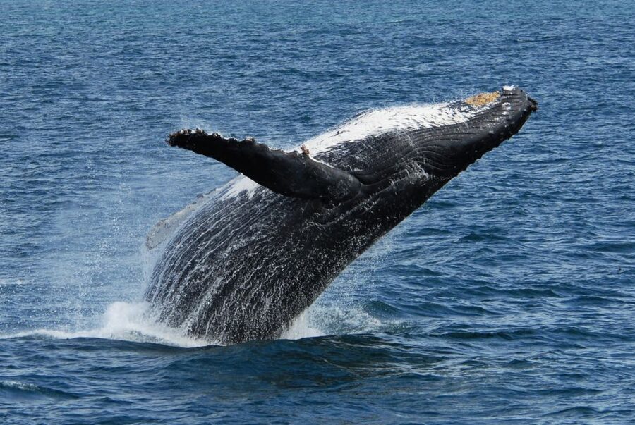Seward: Kenai Fjords National Park Extended Cruise - The Main Event in Kenai Fjords: Wildlife Scanning That Actually Teaches You