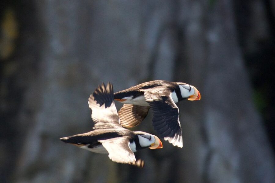 Seward: Kenai Fjords National Park Extended Cruise - Price and Value: Is $325 Worth It for 8.5 Hours?