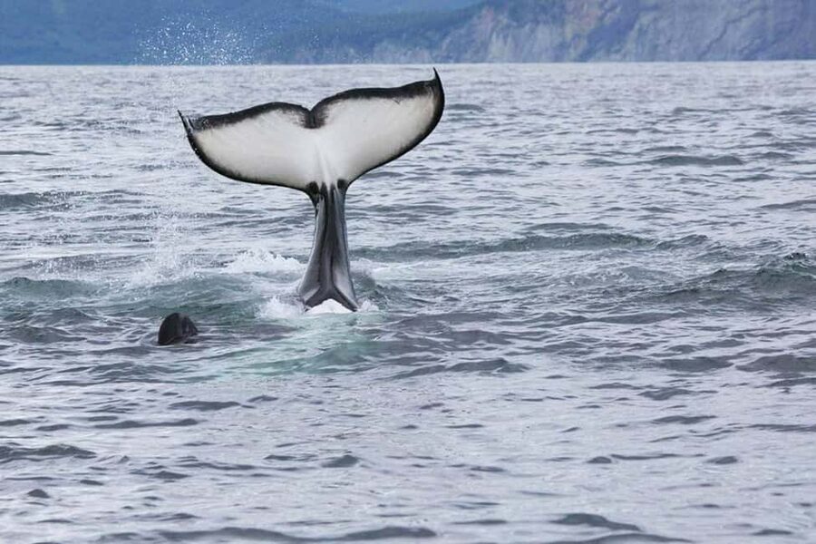 Seward: Kenai Fjords National Park Glacier & Wildlife Cruise - Seward’s shortcut to Kenai Fjords magic (without rushing)