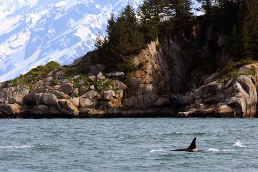 Seward: Kenai Fjords National Park Glacier & Wildlife Cruise - Harding Icefield geology: the guide’s job is to make it make sense