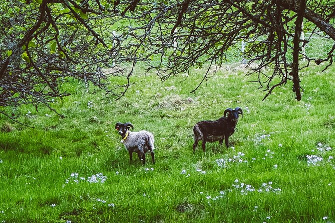 Taste of the Fjord Guided Food Tasting Experience in Flåm - Simple Planning Tips Before You Go