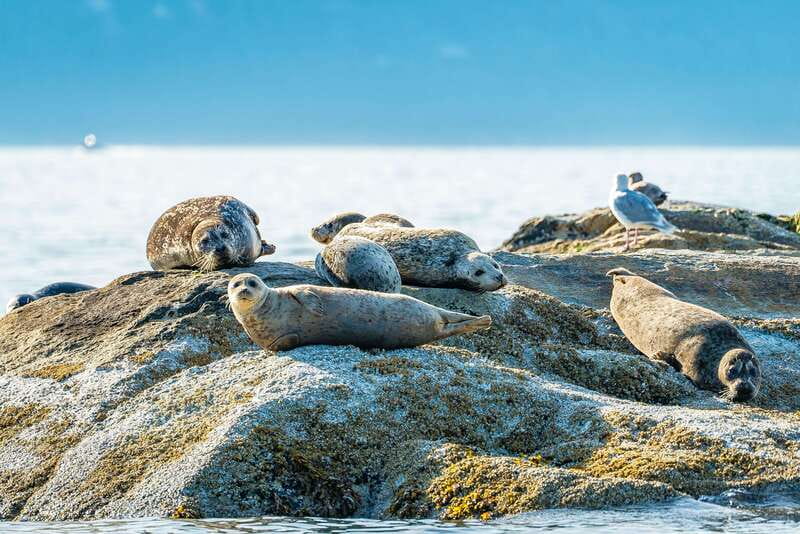 Vancouver: Boat to Bowen Island on UNESCO Howe Sound Fjord - Scenic value: why the route is more than just views